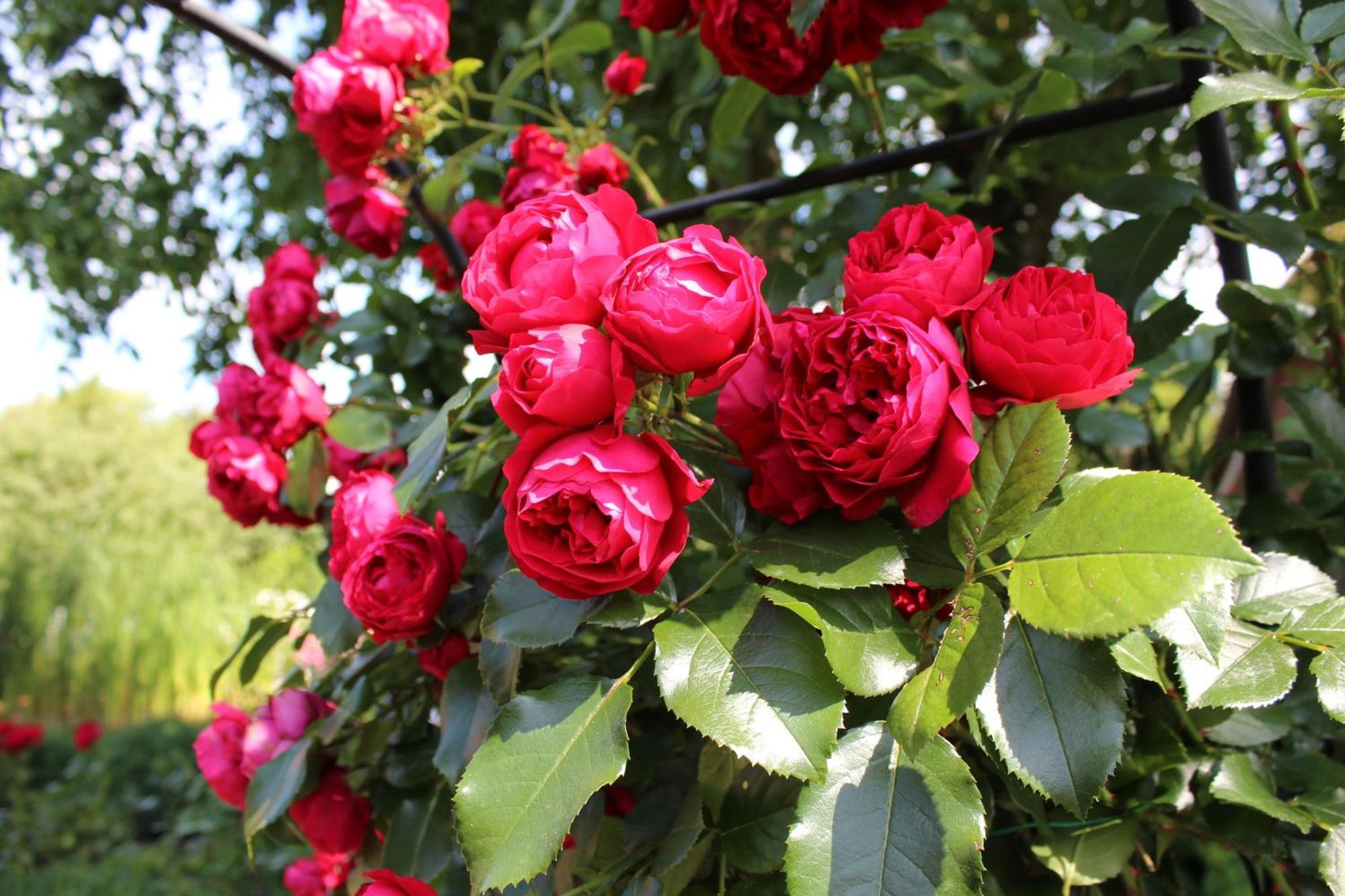 Апартаменты "Rosenkate 1" Riepsdorf Экстерьер фото
